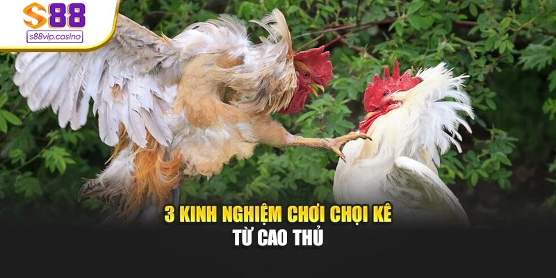 3 kinh nghiệm chơi chọi kê từ cao thủ
