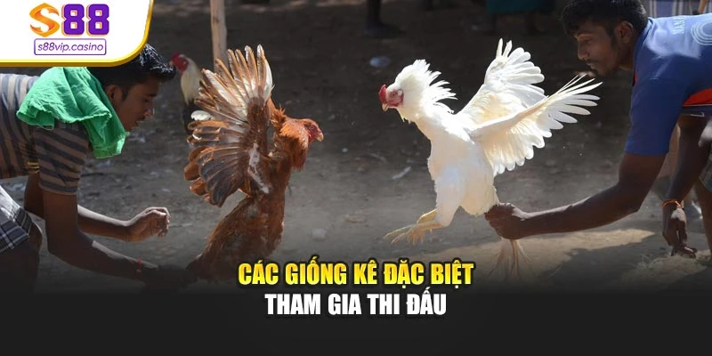 Các giống kê đặc biệt tham gia thi đấu