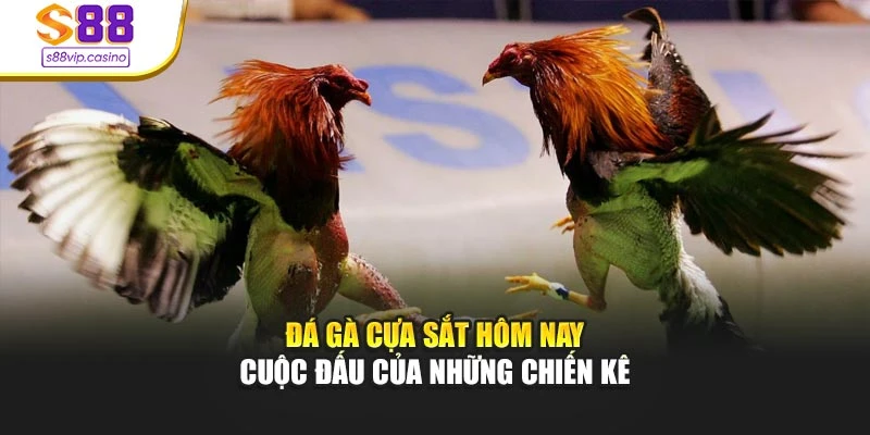 Đá Gà Cựa Sắt Hôm Nay - Cuộc Đấu Của Những Chiến Kê