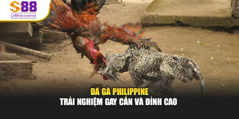 Đá Gà Philippine - Trải Nghiệm Gay Cấn Và Đỉnh Cao