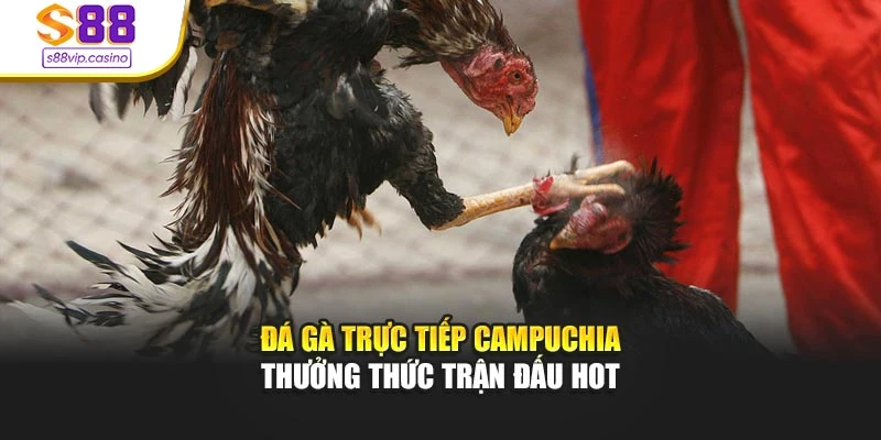 Đá Gà Trực Tiếp Campuchia - Thưởng Thức Trận Đấu Hot