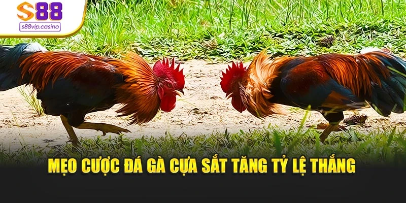 Mẹo cược đá gà cựa sắt tăng tỷ lệ thắng