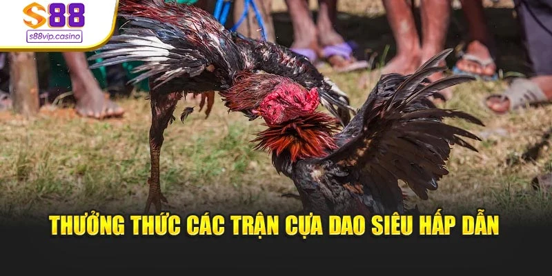 Thưởng thức các trận cựa dao siêu hấp dẫn