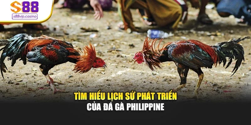 Tìm hiểu lịch sử phát triển của đá gà Philippine