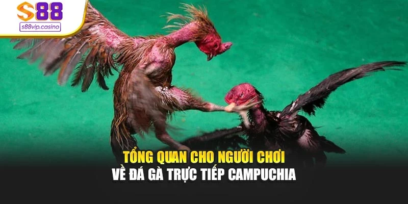 Tổng quan cho người chơi về đá gà trực tiếp Campuchia