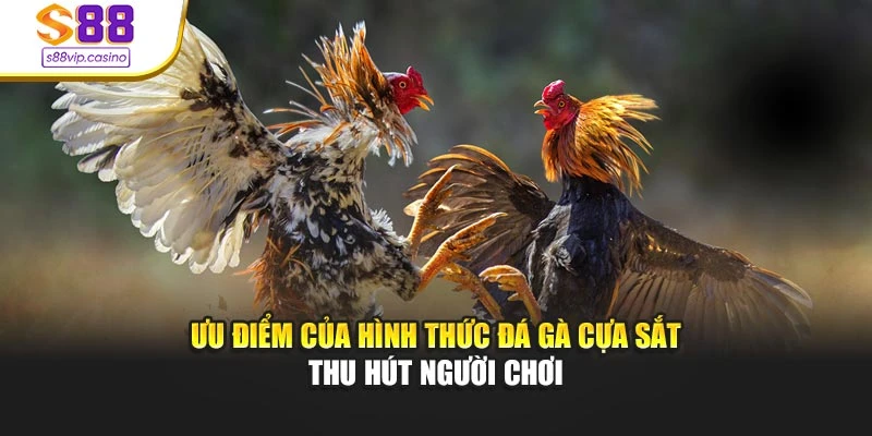 Ưu điểm của hình thức đá gà cựa sắt thu hút người chơi