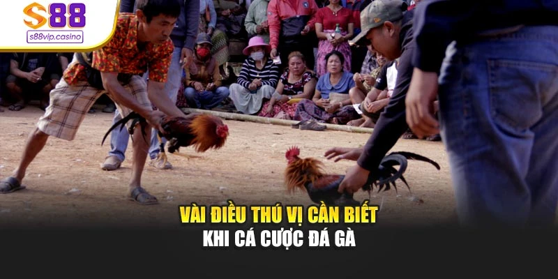 Vài điều thú vị cần biết khi cá cược đá gà