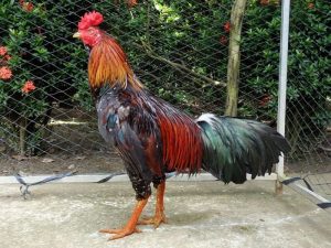 Vảy gà tam tài và cách đánh giá chuẩn xác