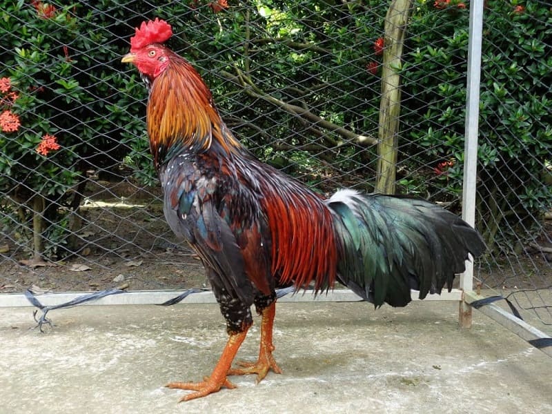 Vảy gà tam tài và cách đánh giá chuẩn xác